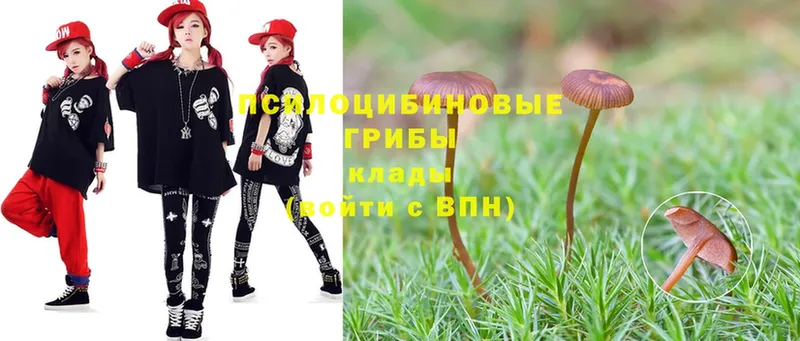 продажа наркотиков  Костомукша  Псилоцибиновые грибы Psilocybe 